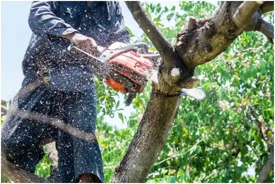 tree services Oak Point